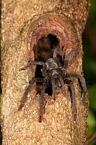 Tarantula in her hole, possibly (Cyriopagopus  sp?)Tangkoko National Park, North Sulawesi, Indonesia