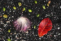 Seeds and flower from large tropical almond, sea almond, beach almond (Terminalia catappa) against black sand, Sulawesi beach, Indonesia
