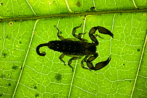 Tiny scorpion on a leaf, Tangkoko National Park, North Sulawesi, Indonesia