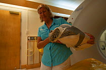 Jennie Gilbert of the Cairns Turtle Rehabilitation Centre cares for injured Green turtle (Chelonia mydas) 'Angie' as she gets a CT scan. Queensland, Australia, December 2011