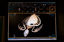 CT scan of injured Green turtle 'Angie' (Chelonia mydas) from the Cairns Turtle Rehabilitation Centre, Cairns Diagnostic Imaging. Queensland, Australia