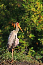 Yellow-billed Stork (Mycteria ibis) standing on one leg, The Gambia