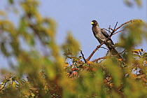 Western Grey Plantain-eater (Crinifer piscator) perched, The Gambia