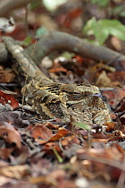 Long-tailed Nightjar (Caprimulgus climacurus) camouflaged amongst leaves, The Gambia