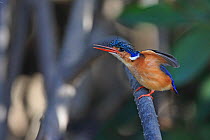 Malachite Kingfisher (Alcedo cristata) perched on branch, The Gambia