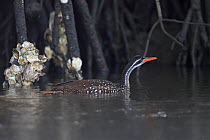 African Finfoot (Podica senegalensis) in water,  The Gambia
