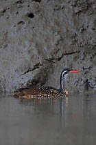 African Finfoot (Podica senegalensis) The Gambia