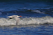 Caspian Tern (Sterna / Hydroprogne caspia) in flight over waves, The Gambia