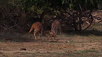 Two male Chital deer (Axis axis) rutting, Yala National Park, Sri Lanka.