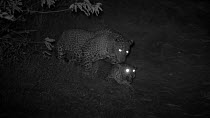Pair of Sri Lankan leopards (Panthera pardus kotiya) mating on road, footage taken at night using starlight camera technology, Yala National Park, Sri Lanka.