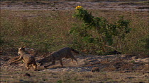 Sri Lankan jackals (Canis aureus naria) playing and chasing each other, Yala National Park, Sri Lanka.
