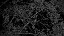 Sri Lankan leopard (Panthera pardus kotiya) hunting and climbing along thin branches, footage taken at night using starlight camera technology, Yala National Park, Sri Lanka.