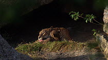 Female Sri Lankan leopard (Panthera pardus kotiya) washing cub, Yala National Park, Sri Lanka.