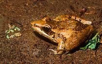 Sharp-nosed grass frog (Ptychadena oxyrhynchus) Samburu National Park, Kenya
