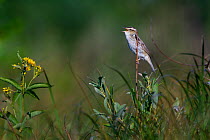 Aquatic Warbler (Acrocephalus paludicola). Zvanets fen mire, Belarus, Europe. Vulnerable Species.