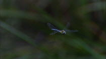 Migrant hawker dragonfly (Aeshna mixta) in flight, Norfolk, England, UK, September.