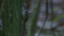 Migrant hawker dragonfly (Aeshna mixta) in flight, Norfolk, England, UK, September.