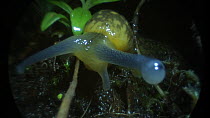 Close-up of a Yellow slug (Limax flavus) moving towards the camera leaving a slime trail and extending and retracting its eyestalk, footage taken using an endoscopic camera, Bristol, England, UK, Marc...