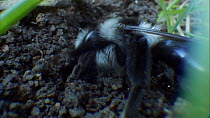 Female Ashy / Grey mining bee (Andrena cineraria) burrowing in soil, Bristol, England, UK, April.