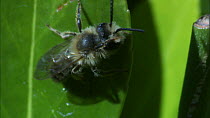 Mining bee (Andrena) cleaning itself on leaf, Bristol, England, UK.