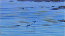 Several pairs of Red-eyed damselflies (Erythromma najas) in tandem flying above and settling on a pond to lay eggs beneath the surface, Hickling Broad NWT reserve, Norfolk, England, UK, June.