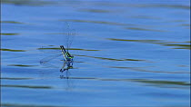 Several pairs of Red-eyed damselflies (Erythromma najas) in tandem flying above and settling on a pond to lay eggs beneath the surface, Hickling Broad NWT reserve, Norfolk, England, UK, June.