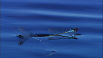 Pair of Red-eyed damselflies (Erythromma najas) in tandem laying eggs beneath the surface of a pond, Hickling Broad NWT reserve, Norfolk, England, UK, June.