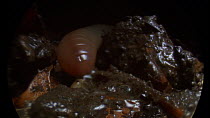 Earthworm (Lumbricus terrestris) secreting lubricating mucus before moving away from camera, footage taken using an endoscopic camera in controlled conditions, Bristol, England, UK, June.