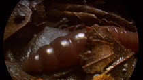 Earthworm (Lumbricus terrestris) moving through leaf litter, footage taken using an endoscopic camera in controlled conditions, Bristol, England, UK, June.