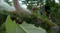 Black garden ant (Lasius niger) milking aphids for honeydew, Bristol, England, UK, July.
