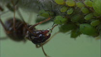 Garden black ant (Lasius niger) milking aphids for honeydew, Bristol, England, UK, July.