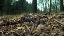 Small group of Wood ants (Formica rufa) carrying and pulling a large twig across woodland floor, Dorset, England, UK, April.