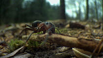 Wood ant (Formica rufa) carrying a large twig across woodland floor, Dorset, England, UK, April.