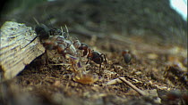 Group of Wood ants (Formica rufa) attacking House centipede (Scutigera coleoptrata), Dorset, England, UK, April. Sequence 2/3.
