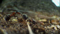 Group of Wood ants (Formica rufa) attacking House centipede (Scutigera coleoptrata), Dorset, England, UK, April. Sequence 3/3.