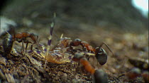 Group of Wood ants (Formica rufa) attacking House centipede (Scutigera coleoptrata), Dorset, England, UK, April. Sequence 1/3.