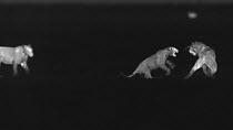 Young African lioness (Panthera leo) attacking another after being chased away from feeding at a kill, footage taken at night using thermal camera technology, Moremi Game Reserve, Botswana.