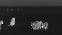 Group of juvenile African lions (Panthera leo) playing with rib bones from kill, footage taken at night using thermal camera technology, Moremi Game Reserve, Botswana.