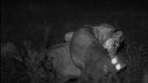 Male juvenile African lion (Panthera leo) mounting female whilst playing, footage taken at night using starlight camera technology, Moremi Game Reserve, Botswana.