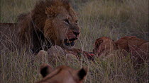 Sub-adult African lions (Panthera leo) feeding on Warthog (Phacochoerus aethiopicus) kill, with adult male calling in the background, Moremi Game Reserve, Botswana.