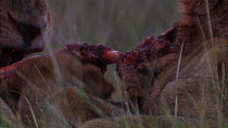 Sub-adult African lions (Panthera leo) and adult male feeding on Warthog (Phacochoerus aethiopicus) kill, Moremi Game Reserve, Botswana.