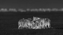 Group of Spotted hyenas (Crocuta crocuta) feeding on Wildebeest (Connochaetes taurus) kill, with focus shift to reveal rest of Wildebeest herd standing in the background, footage taken at night using...