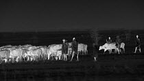 Masai herding Domestic cattle (Bos taurus), footage taken at night using thermal camera technology, Masai Mara, Kenya.
