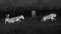 Three African lionesses (Panthera leo) chasing a Spotted hyaena (Crocuta crocuta), footage taken at night using thermal camera technology, Masai Mara, Kenya.
