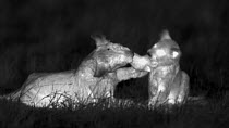 Two African lion (Panthera leo) cubs playing, footage taken at night using thermal camera technology, Masai Mara, Kenya.