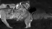 Two African lion (Panthera leo) cubs playing, with other lions feeding in the background, footage taken at night using thermal camera technology, Masai Mara, Kenya.