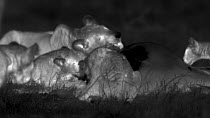 Group of African lions (Panthera leo) feeding on kill, footage taken at night using thermal camera technology, Masai Mara, Kenya.