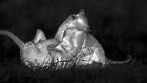 Two African lion (Panthera leo) cubs playing, footage taken at night using thermal camera technology, Masai Mara, Kenya.