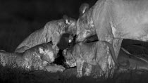 African lions (Panthera leo) feeding on kill, footage taken at night using thermal camera technology, Masai Mara, Kenya.