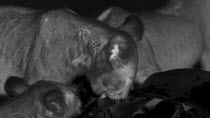 Close-up of African lions (Panthera leo) feeding on kill, footage taken at night using thermal camera technology, Masai Mara, Kenya.